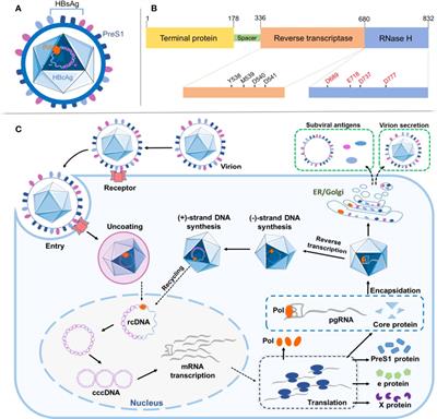Aurintricarboxylic Acid Suppresses Hepatitis B Virus Replication by Inhibition of RNase H Activity